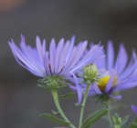 New England aster